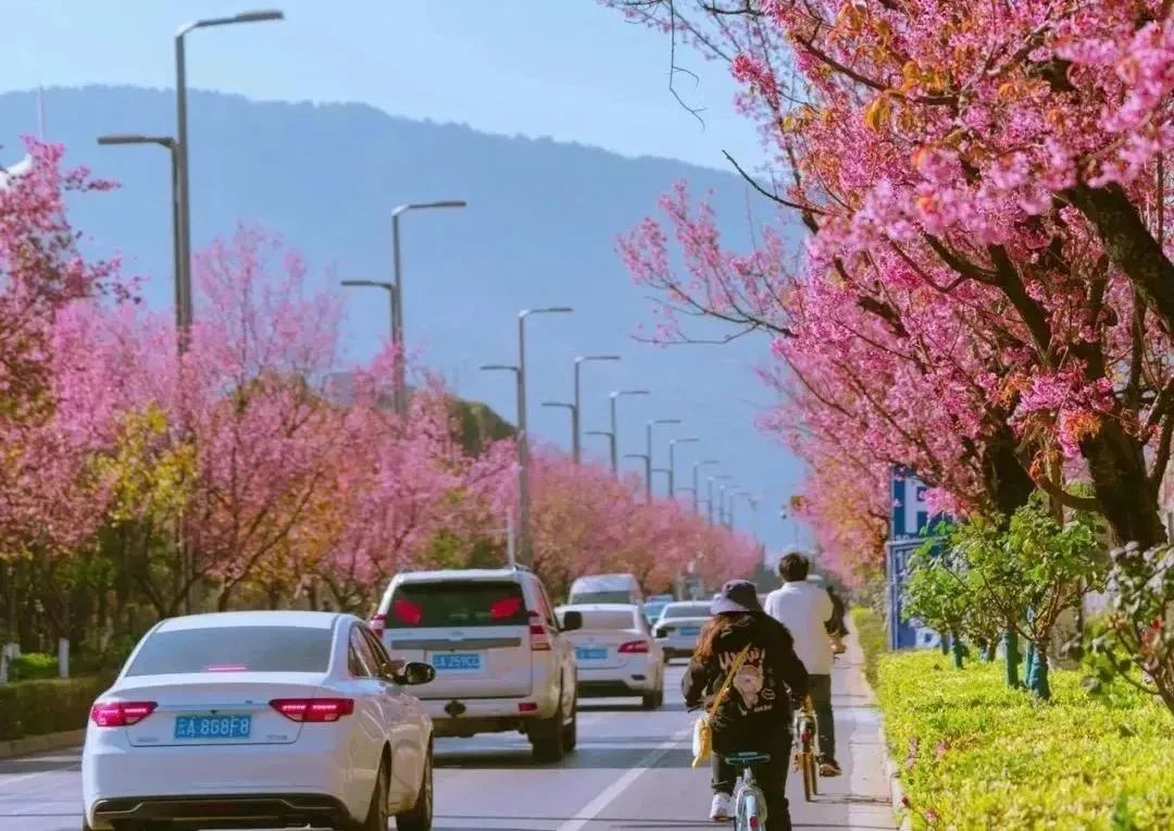 开了！开了！昆明陷入樱花海，粉色海洋铺天盖来袭