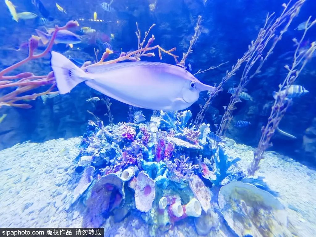 畅游海底世界活动,北京半日游海底世界