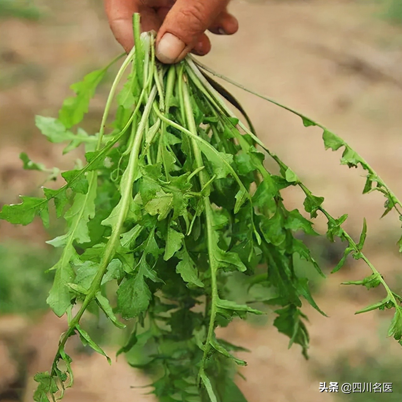 深绿色蔬菜补钙还是牛奶补钙,8种蔬菜的钙含量比牛奶还高