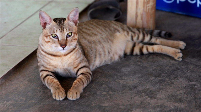 越南不养猫却一年吃掉400万只,越南一年吃400万只猫是真是假