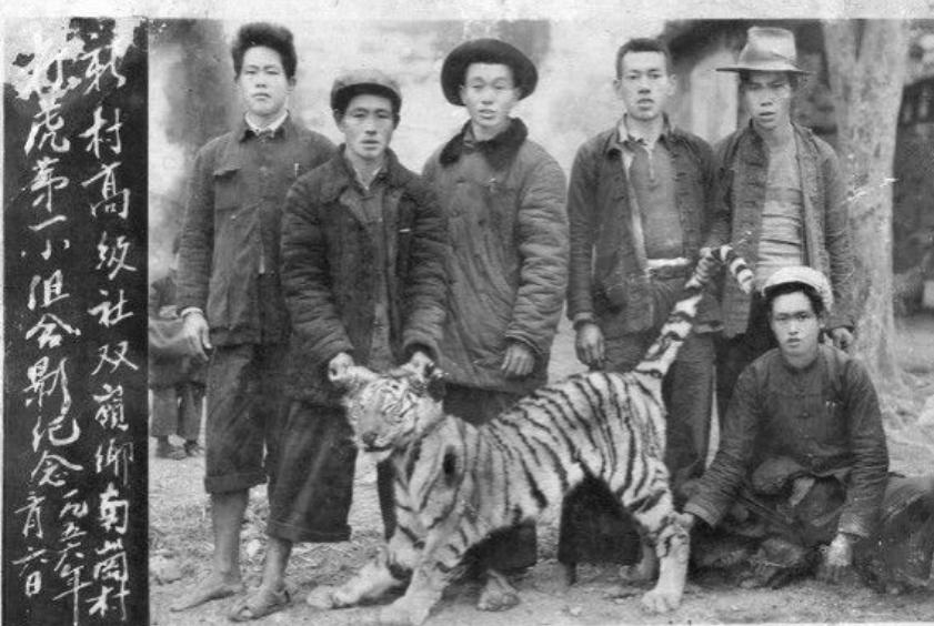 湖南奇人贺业武：一生杀死305只老虎，到死也不透露秘药配方
