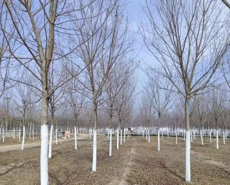 苗木品质鉴别,苗木行业需要了解哪些东西