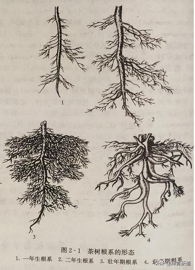 茶树为什么多生“南”而不生“北”？