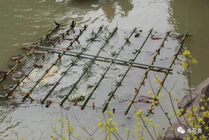 鱼卵水霉,鱼卵出现水霉病