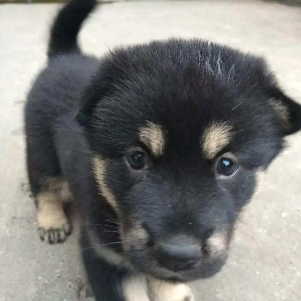 黑子狗狗,黑子狗狗视频