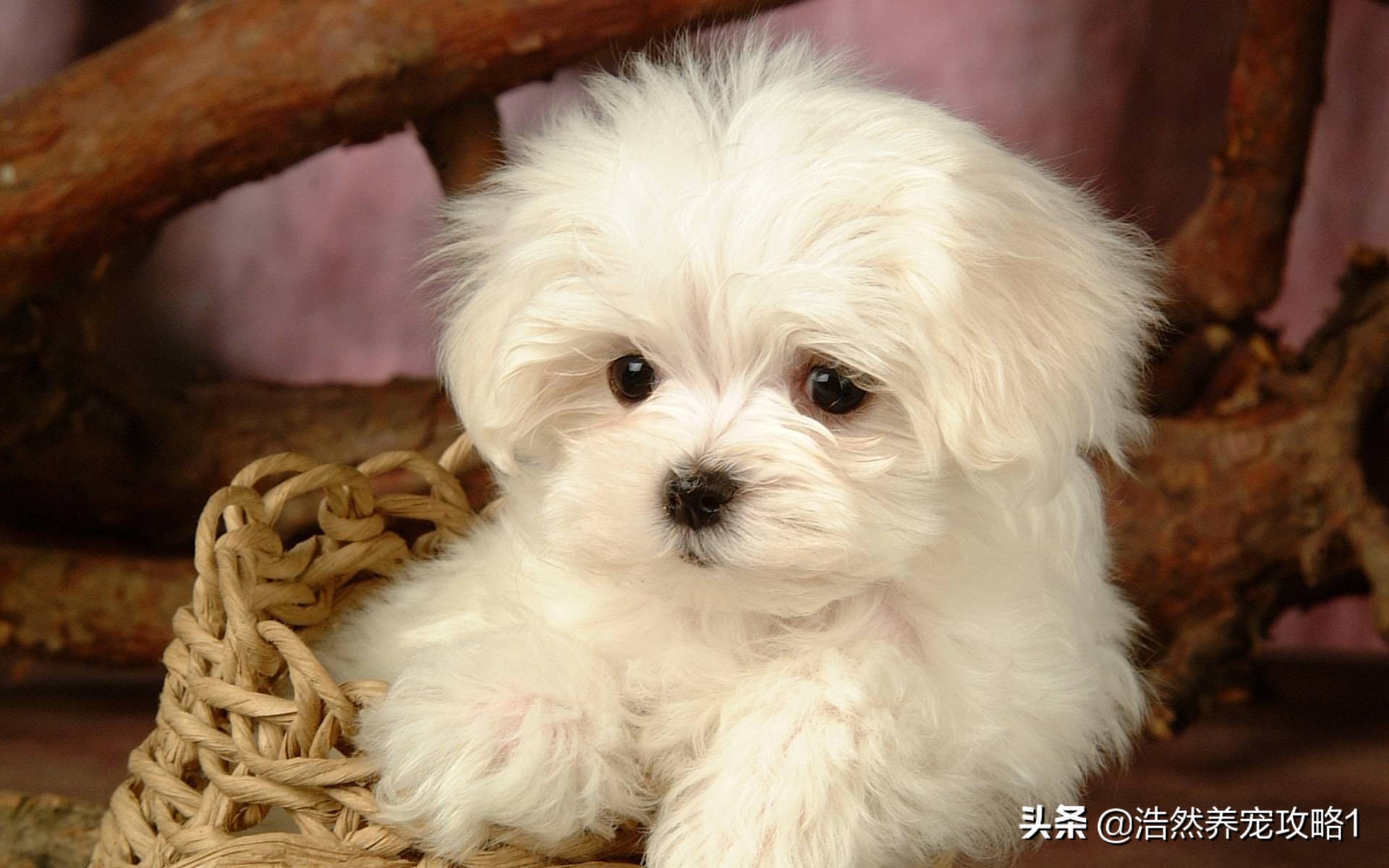 犬瘟热症状是什么能治愈吗,犬瘟热在治疗前怎么缓解症状