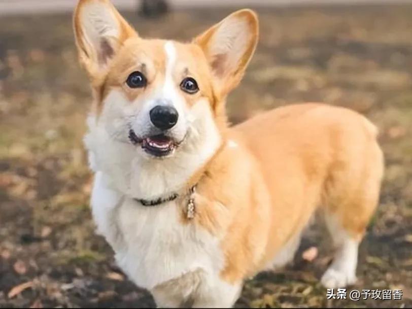 宠物狗应该怎么养详细介绍科普,宠物狗喂养及训练方法有哪些