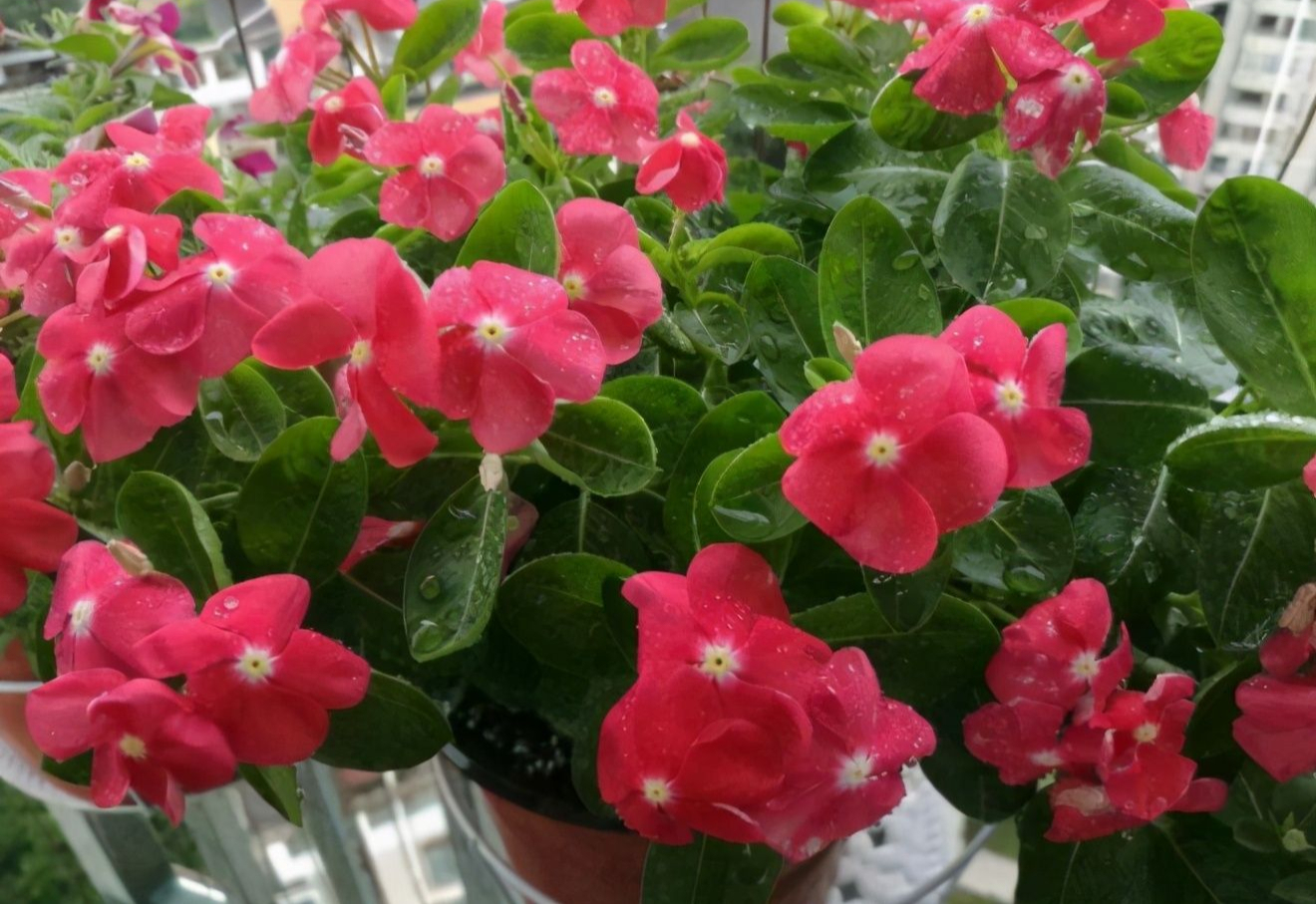 养水牛种什么草最好养,高温下雨后养兰花