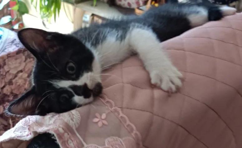 宠猫日志,宠猫日记小说