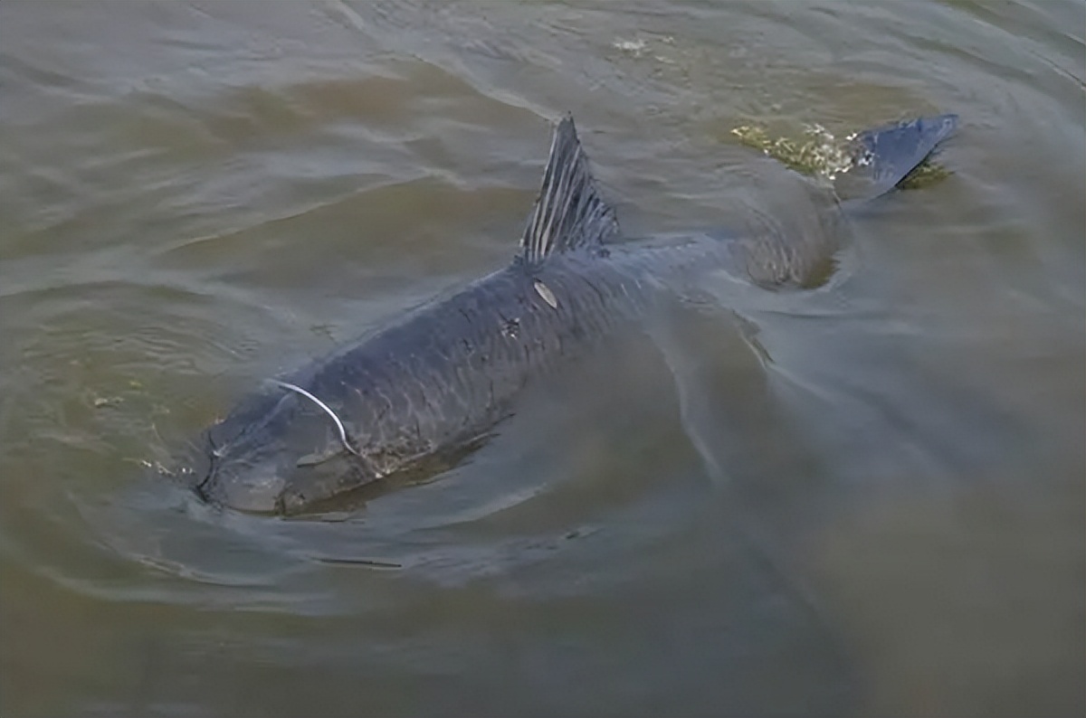 四大家鱼之首青鱼,青鱼是鬼鱼还是索命鱼