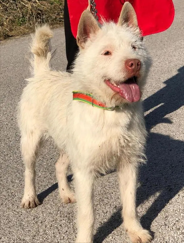 下司犬为什么不建议养,怎么养下司犬