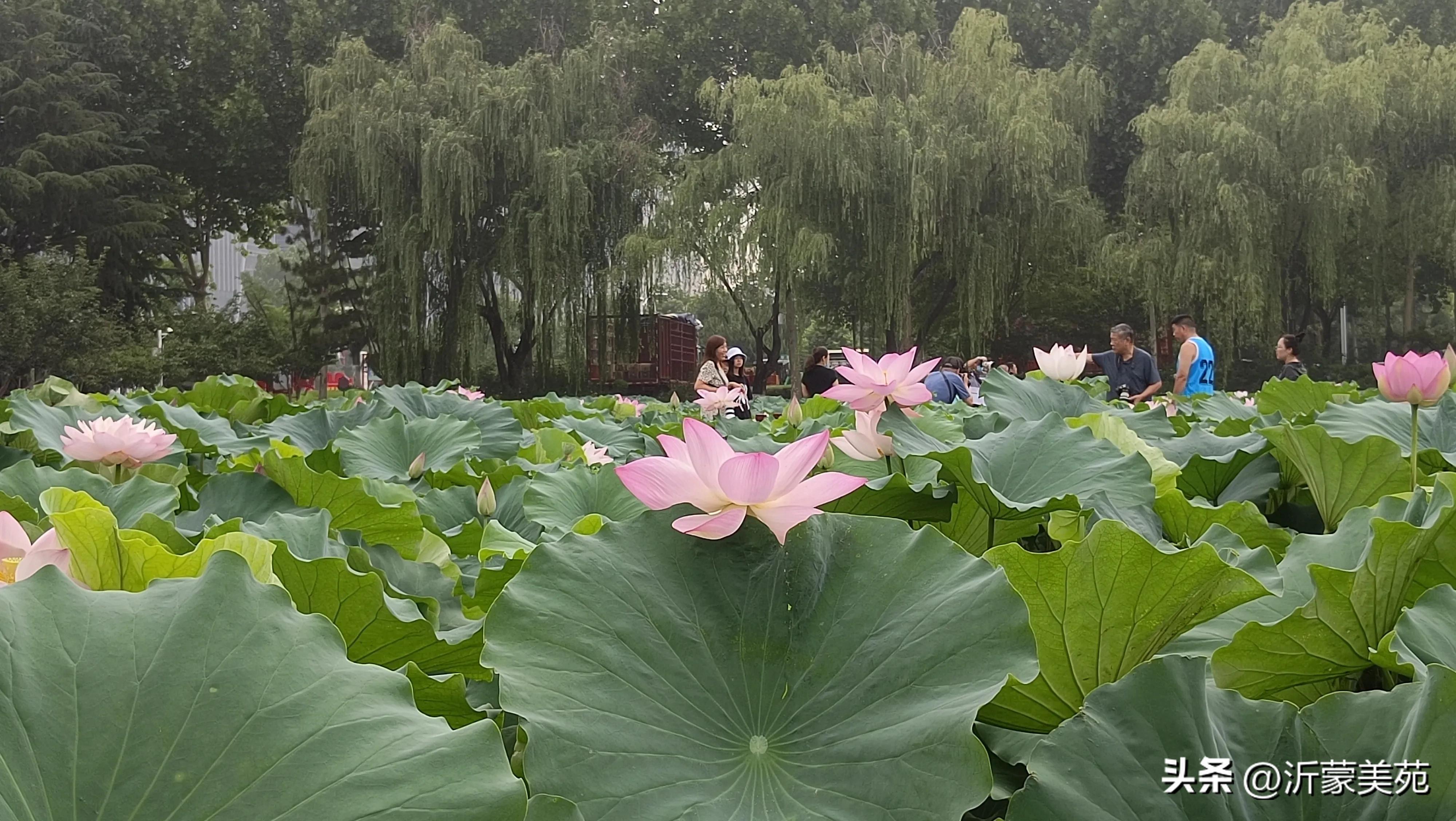 这个季节临沂哪里玩最好,夏天的临沂五洲湖