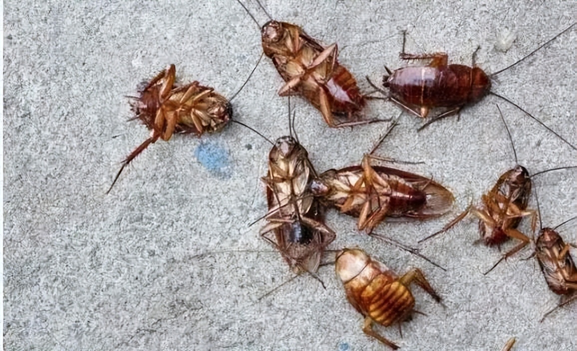 家里有蟑螂和虫子怎样能彻底消灭,家里有蟑螂教你一招全部消灭