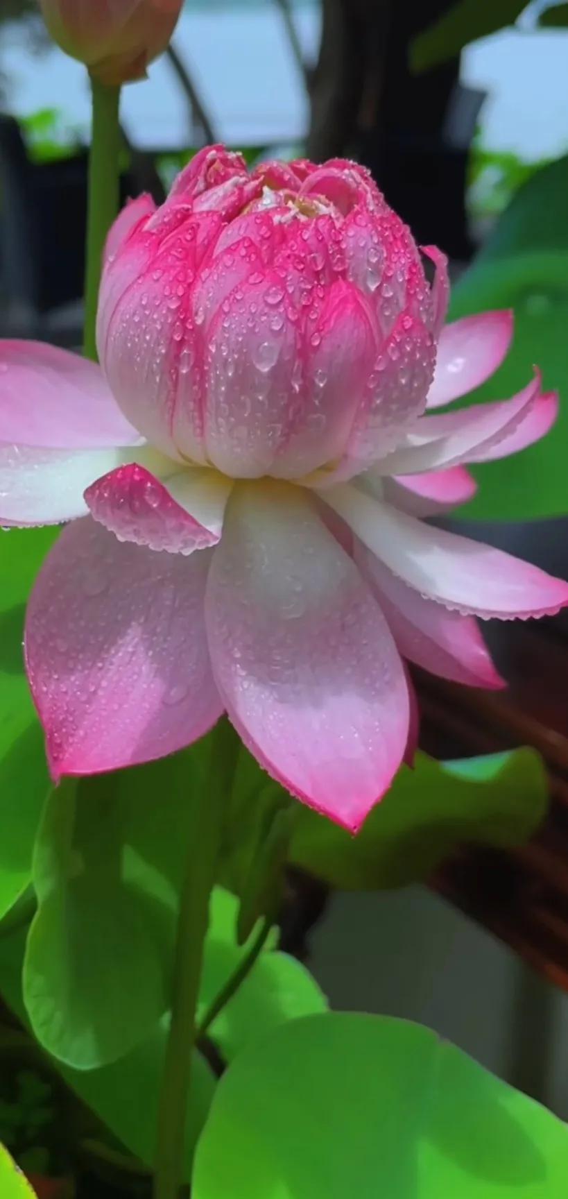 夏的季节荷花图片,三夏荷花图片