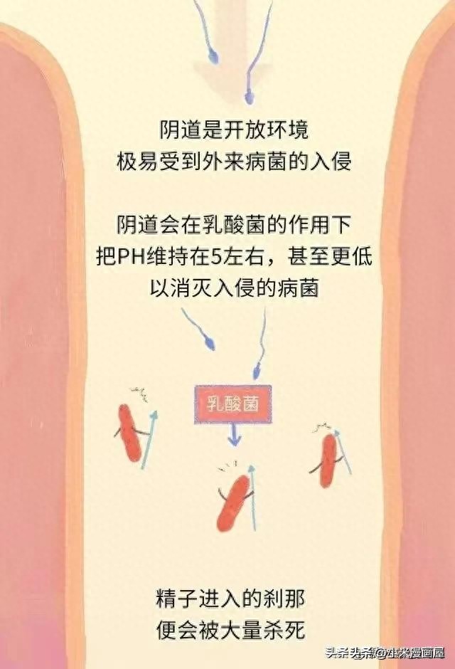 精子进入女性体内的24小时，都经历了什么？漫画