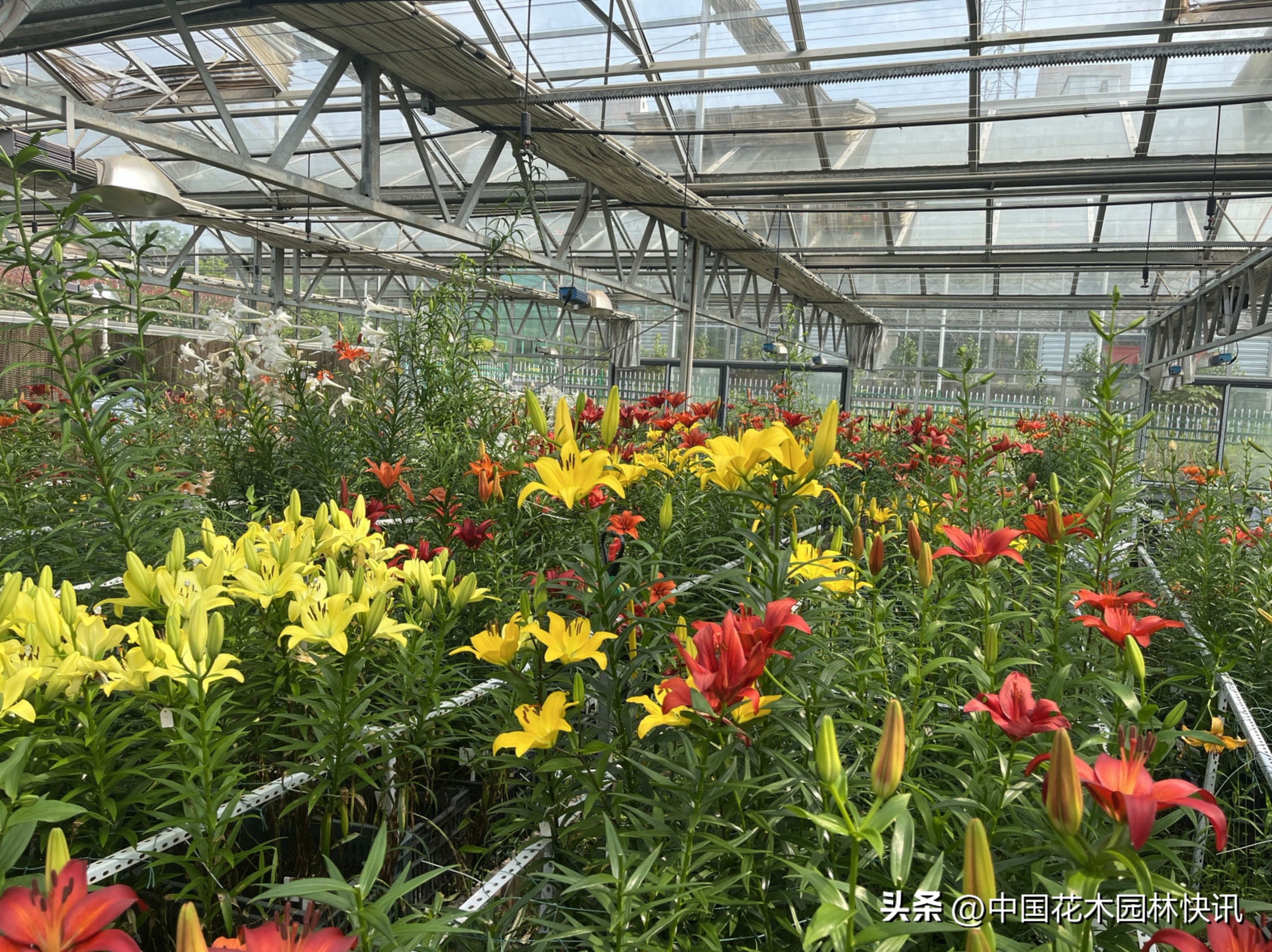 江西农大:缤纷百合花激情绽放国际登录品种各展娇姿