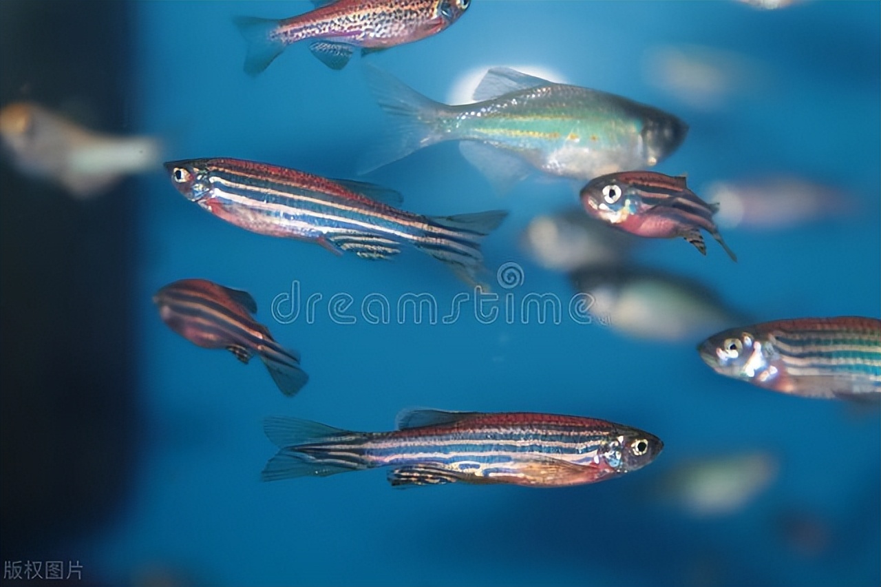 斑马鱼实验室养殖系统预算,斑马鱼实验室建设费用