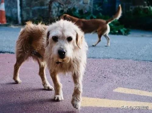 相隔8年与丢失的爱犬重逢完整版,爱犬丢失一年多找回最佳方法