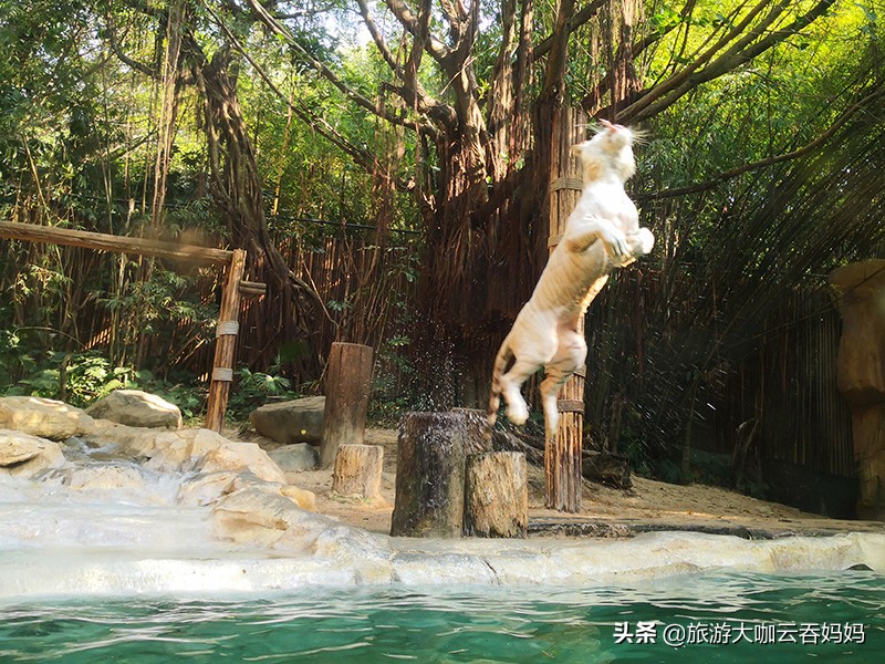 长隆动物园白老虎,长隆野生动物园白老虎表演