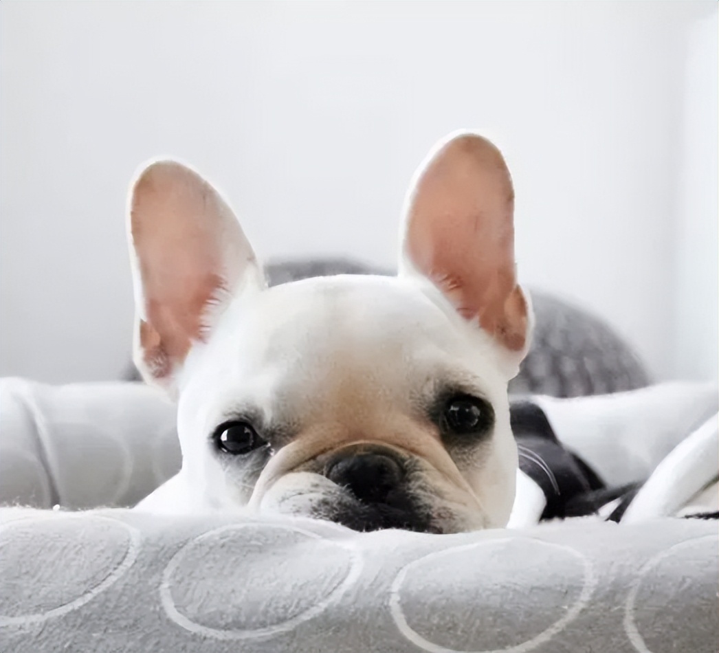 狗狗垂头叹气搞笑,搞笑的罗圈腿狗狗