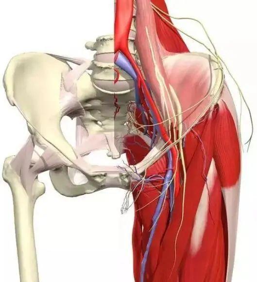 股骨头坏死肌肉萎缩可以恢复么,股骨头坏死下肢肌肉萎缩原因