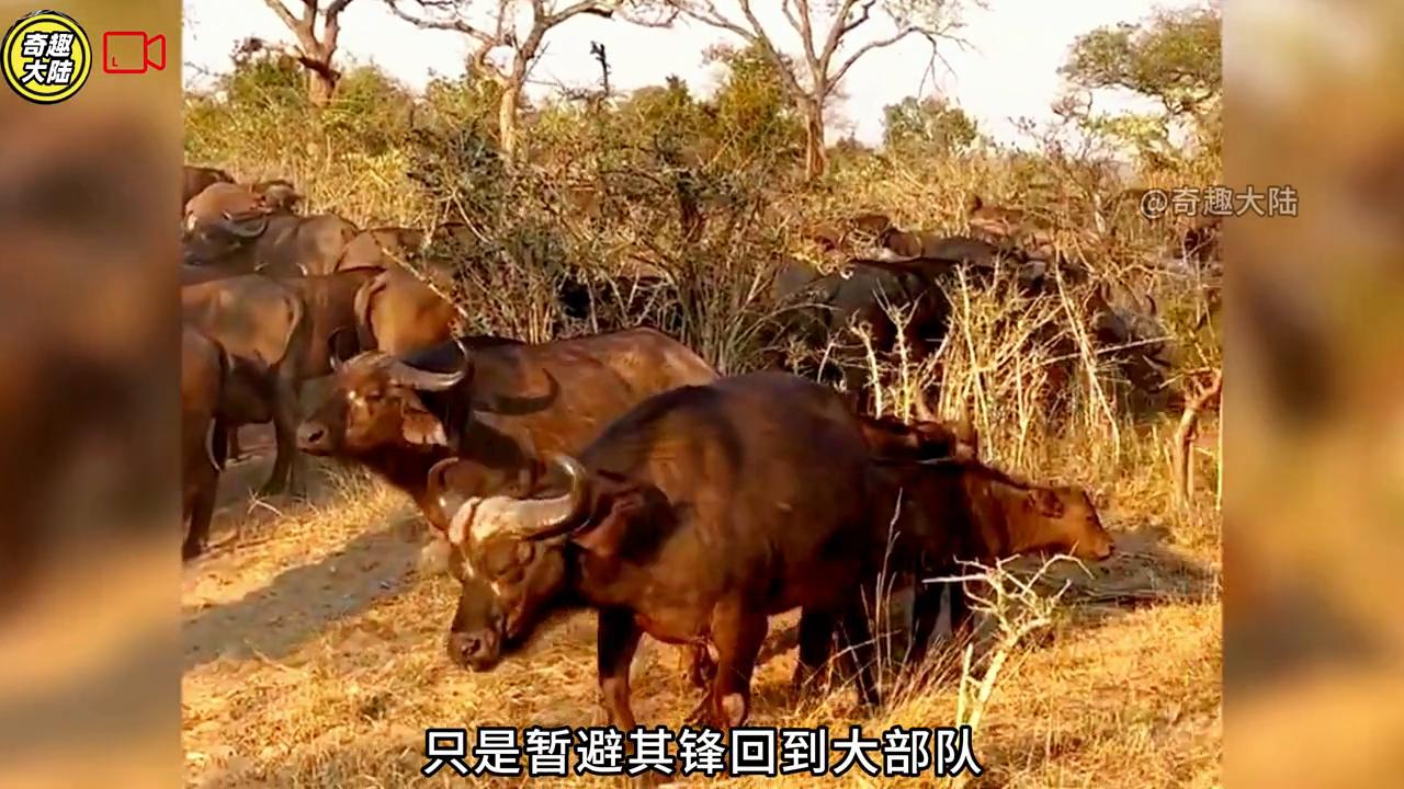 母牛救野牛视频,母牛救小水牛完整视频