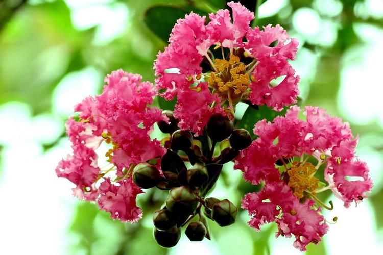 夏天什么花卉好看又好养,夏天最好养的花有哪些