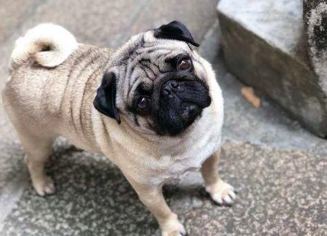 巴哥犬好养吗有什么优缺点,巴哥犬为什么不建议新手养