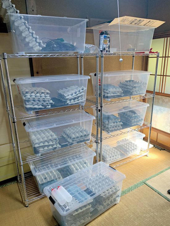 日本蟑螂有多大,日本蟑螂多少钱