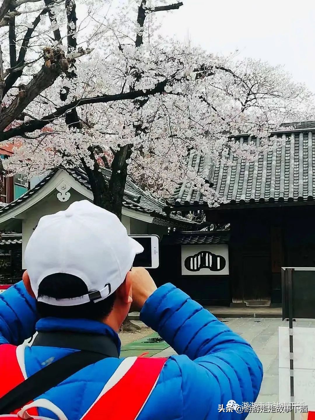 日本印象：樱花生活、排队文化、忠犬八公