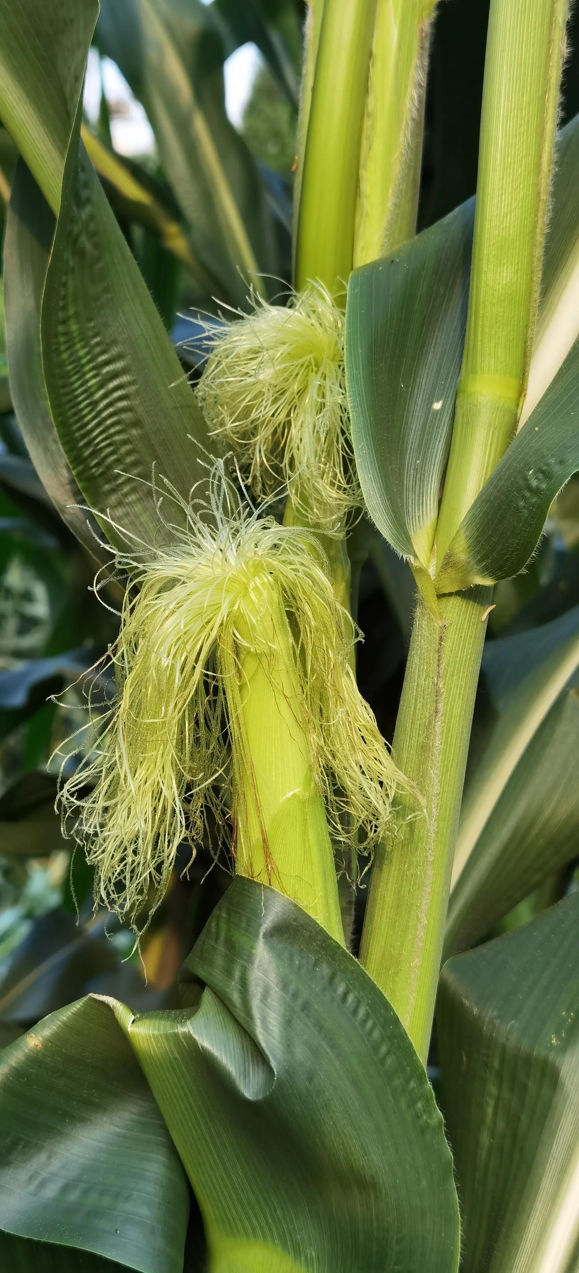 说农业是暴利行业的视频,农业种植暴利的原因有哪些