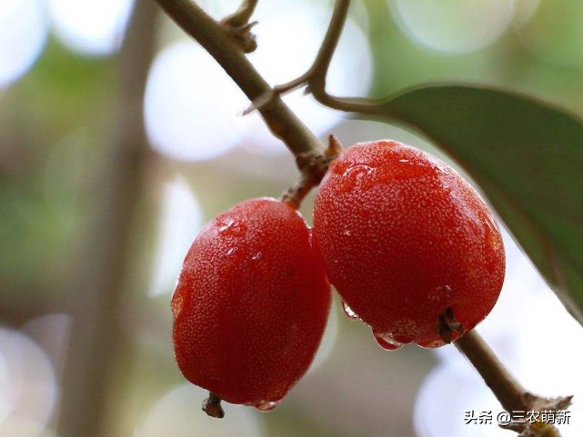 家乡的野果香甜可口,自家种的奇异果味道特别好吃