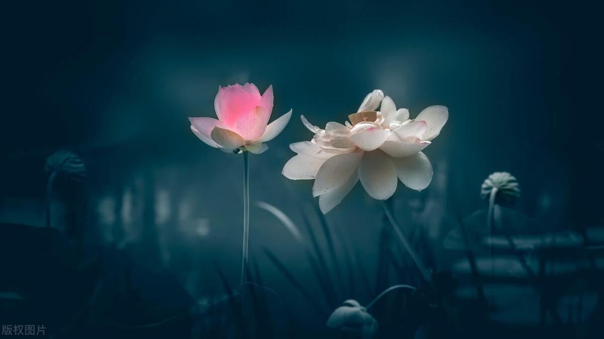 重庆开无房证明在哪里开,重庆市无房证明在哪里可以开