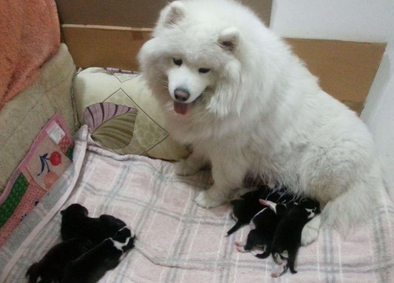 母狗产后抑郁症有哪些症状表现,怎么判断狗妈妈是否产后抑郁