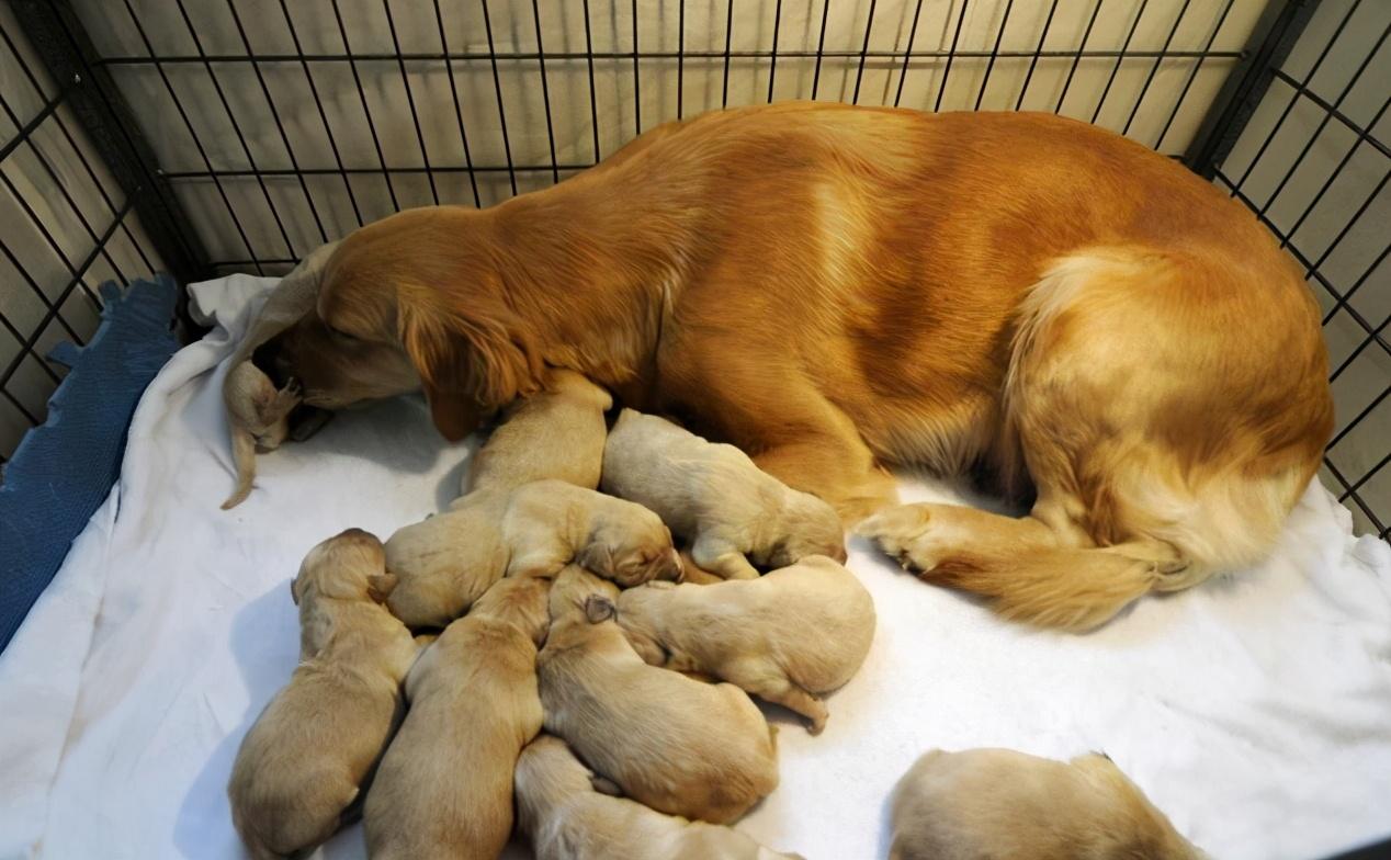 打断狗狗交配，会带来什么后果？