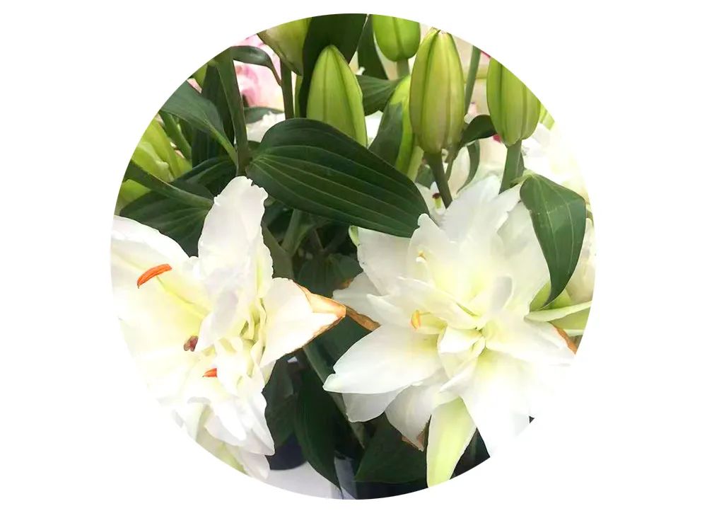 最美邂逅：百合博览园里美不胜收的名贵之花