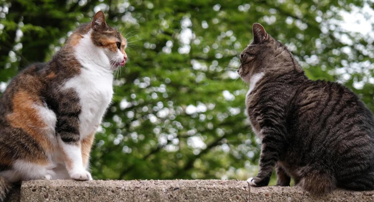 打断公猫跟母猫“交配”,会造成什么后果?