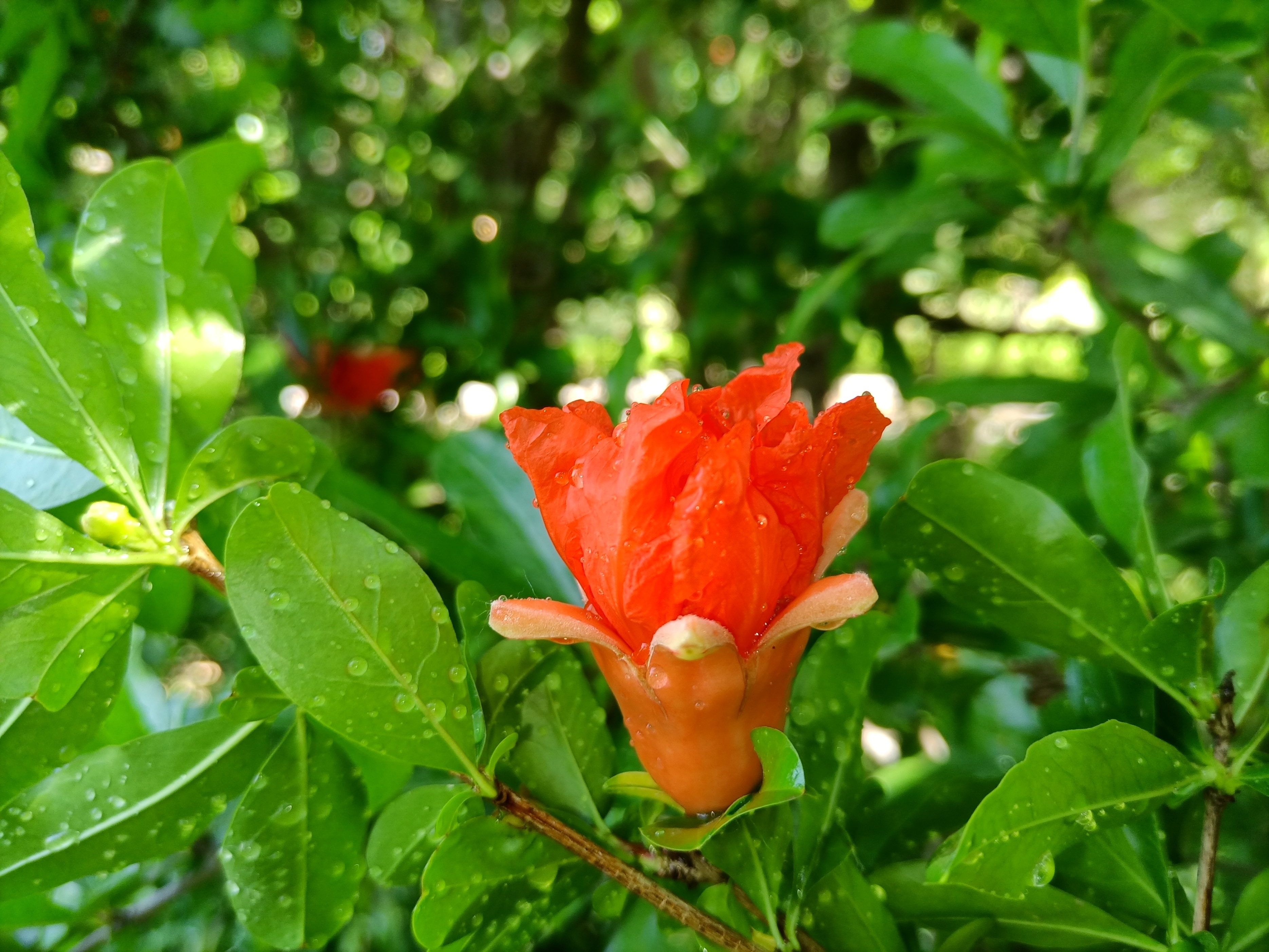 五月石榴花开的唯美诗句,关于石榴花的美文和诗句