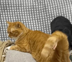 抖M大橘猫酷爱被打屁股，否则就骂骂咧咧：我是你修来的一屁股债