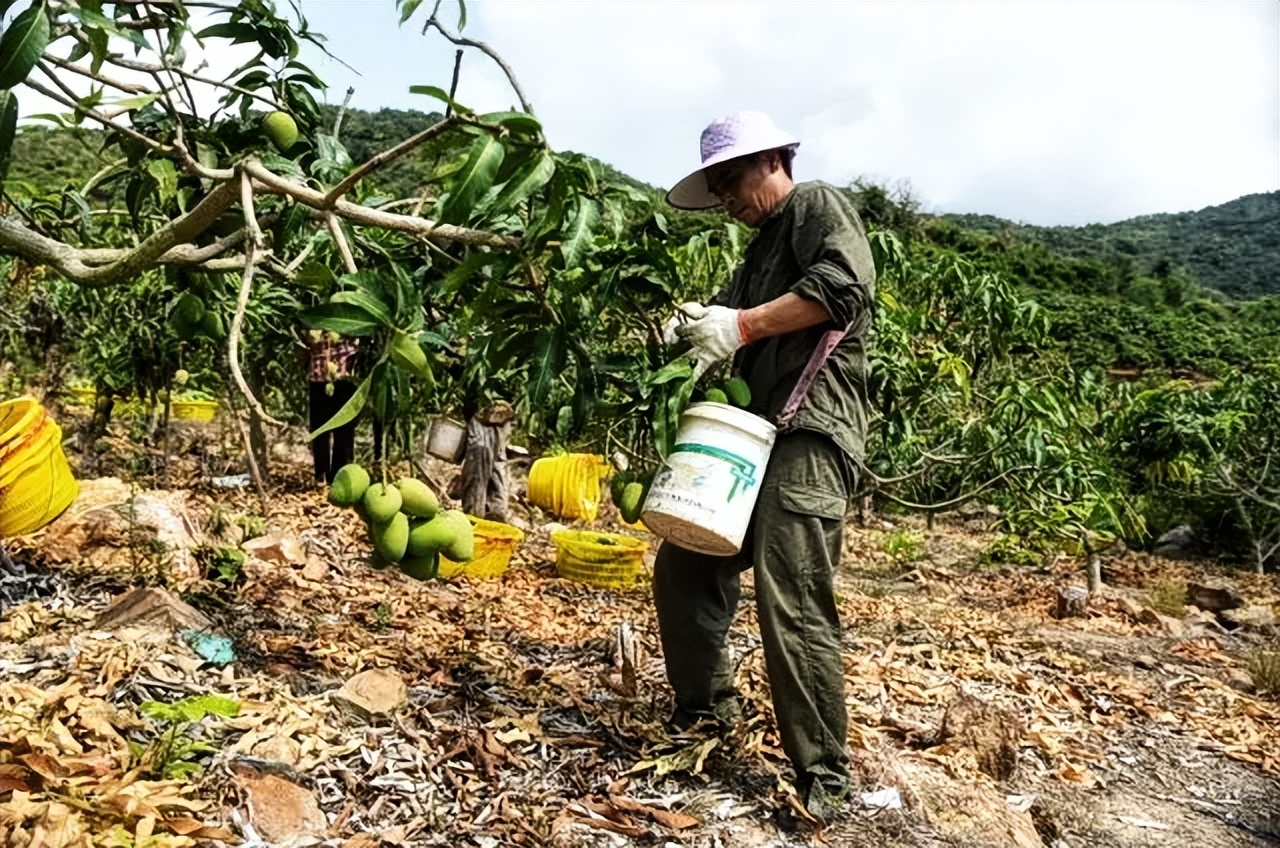 为什么那么多人说，芒果前景可期却又暗藏危机？