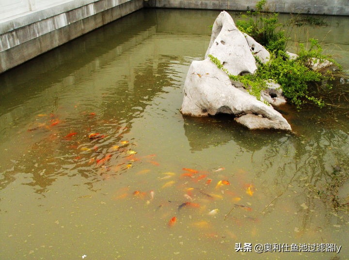 室内鱼池有腥味怎么办,鱼池水出现腥味怎么办