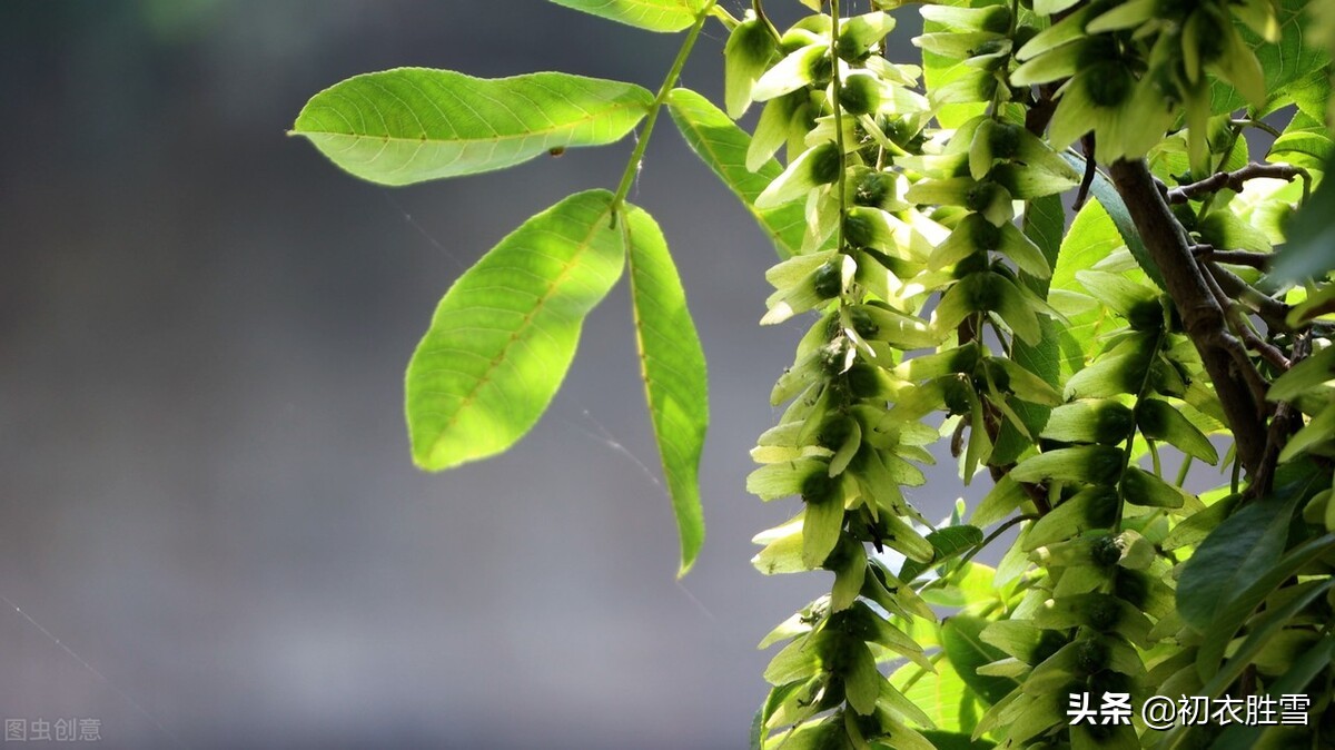 晚春枫杨古诗六首:榉柳枝枝弱,榉柳侵帘绿