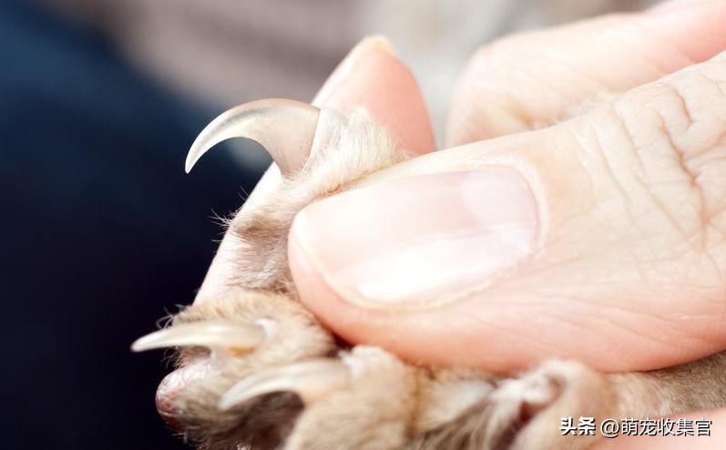 把猫咪指甲剪出血了猫咪会记仇么,猫咪要怎么剪指甲才能不剪到血线