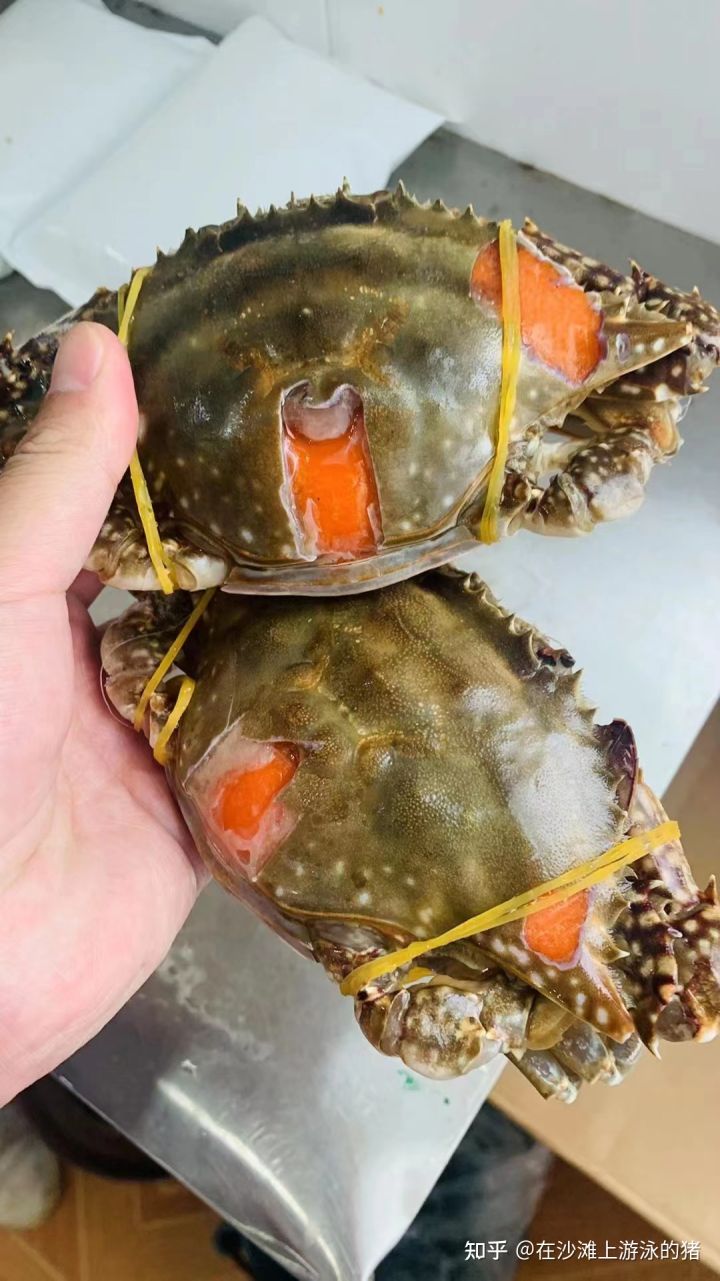 舟山活鲜梭子蟹,舟山鲜活梭子蟹