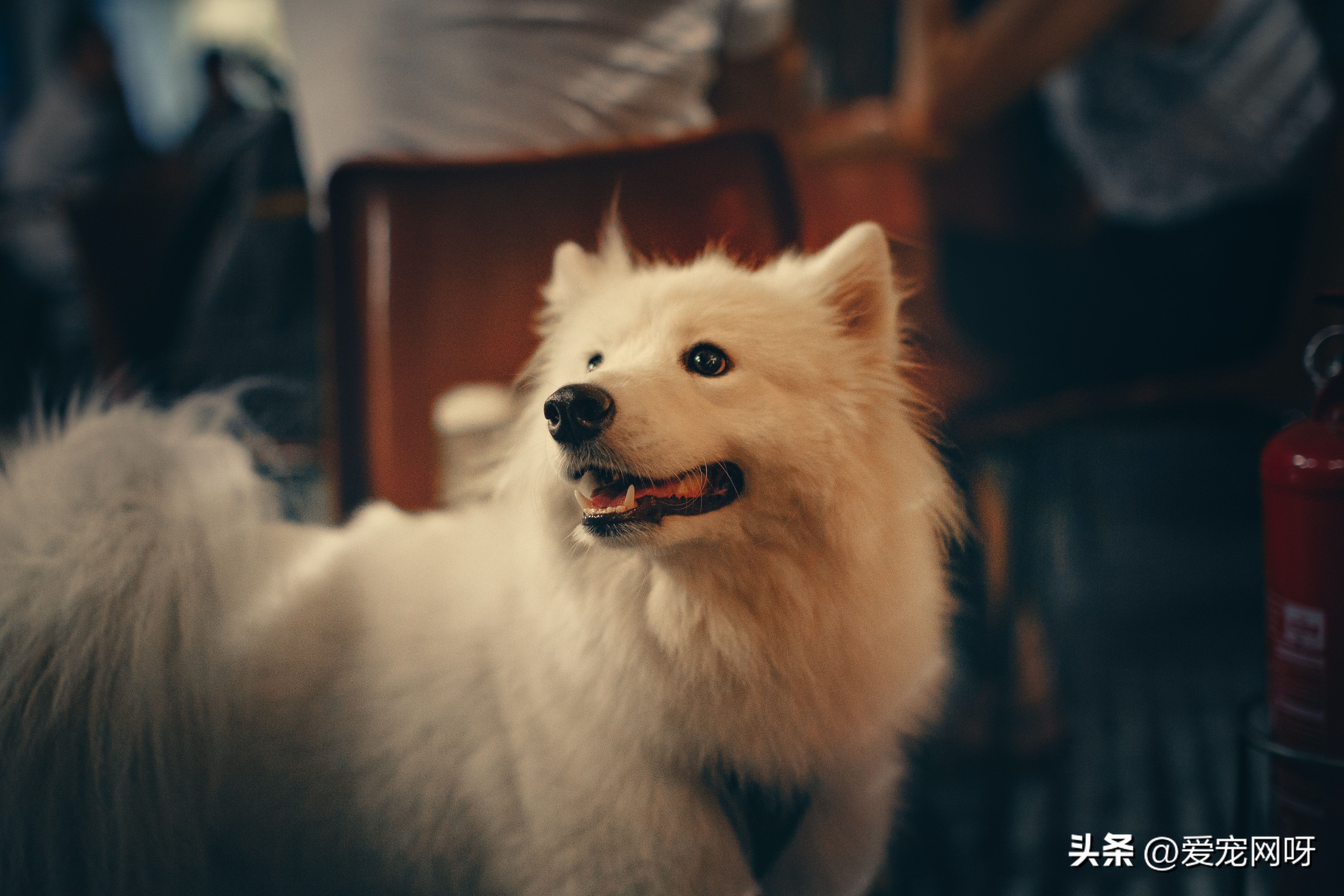 每天了解一种猫波斯猫,萨摩耶狗狗的日常生活