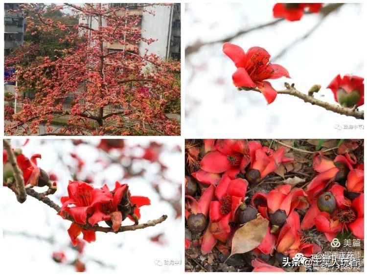 石家庄挖野菜攻略,挖野菜攻略