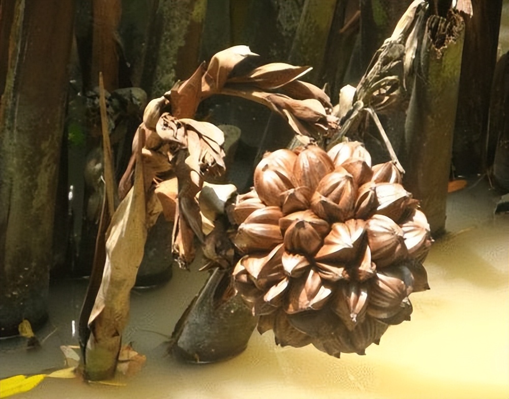 外国的奇怪蔬菜水果,国外奇怪的水果