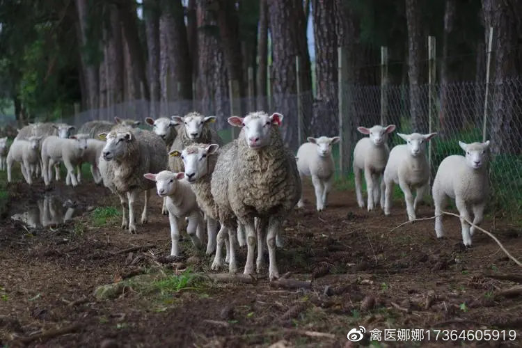 羊异食癖是缺乏什么东西导致的,羊异食癖的病因分析