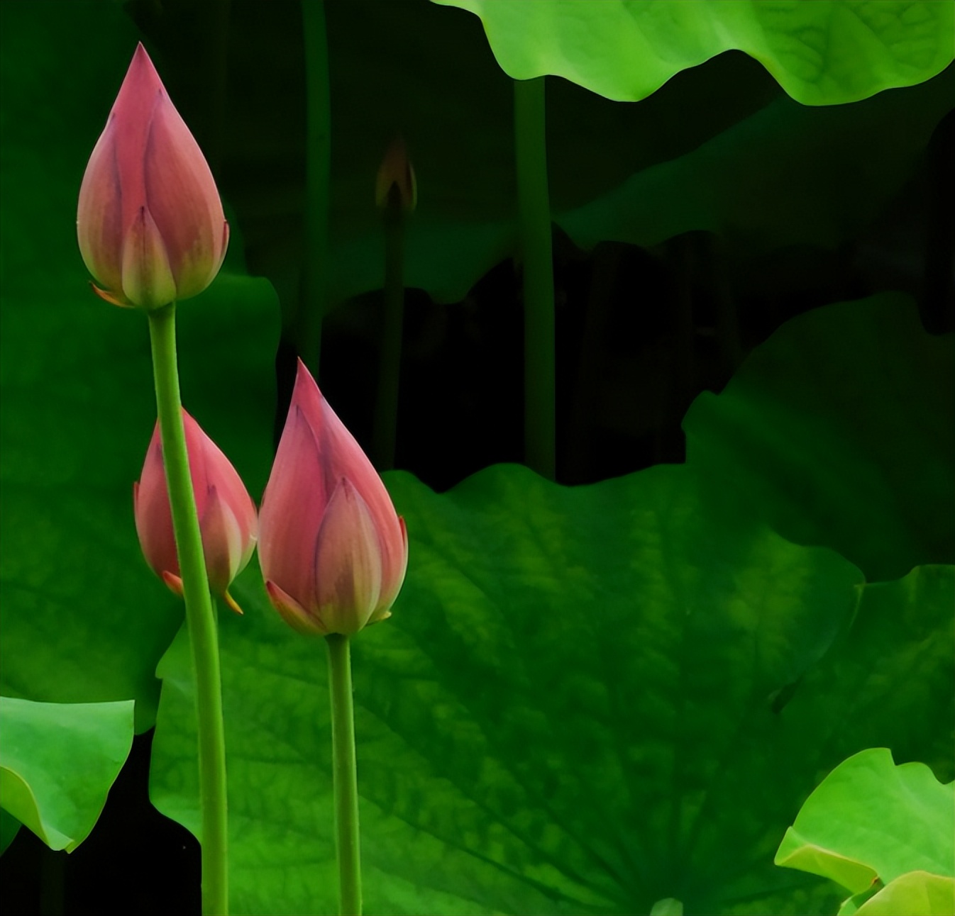 杨逸明诗词创作风格研究｜梦欣