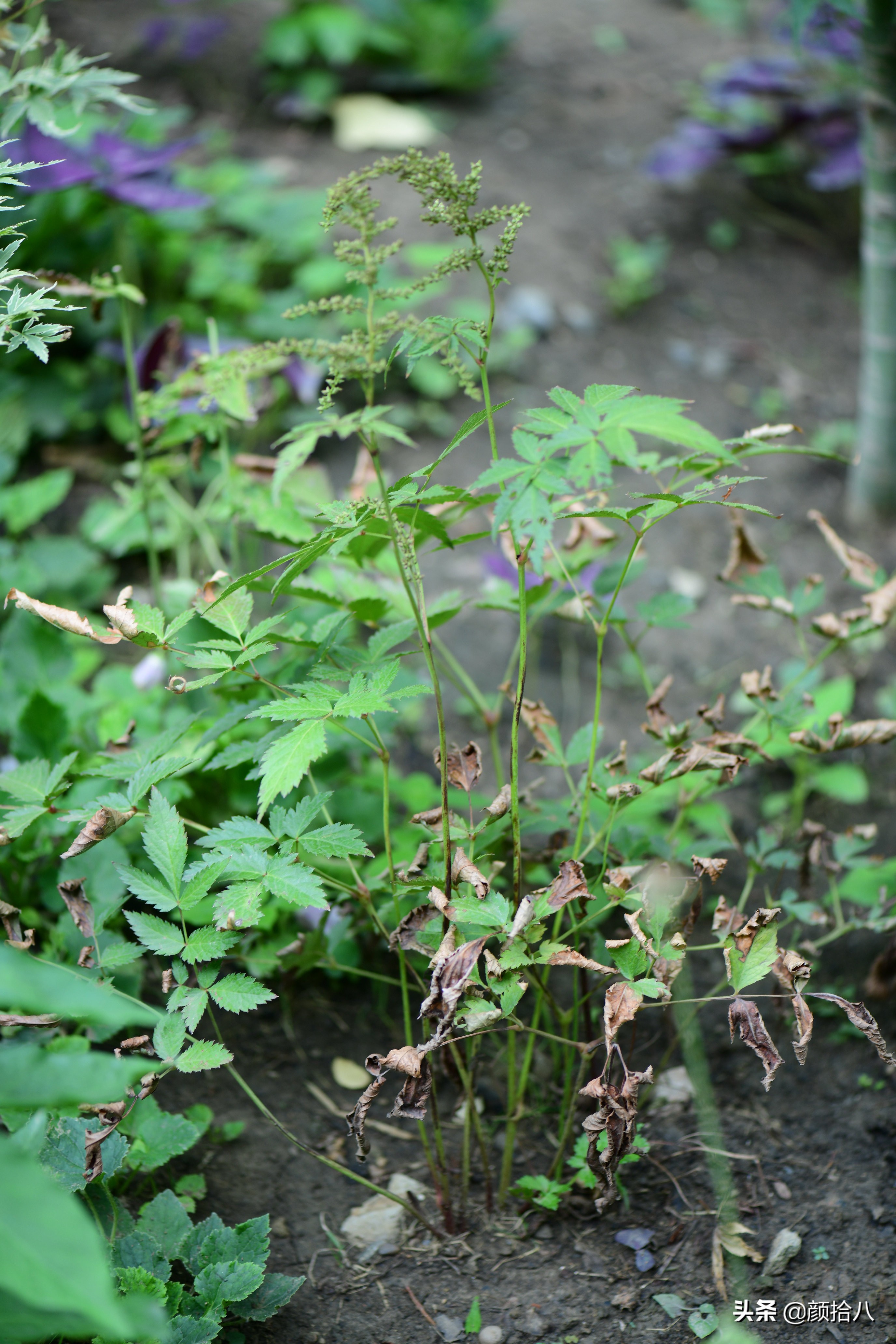 看到你的花园那么惨，我就安心了|园丁